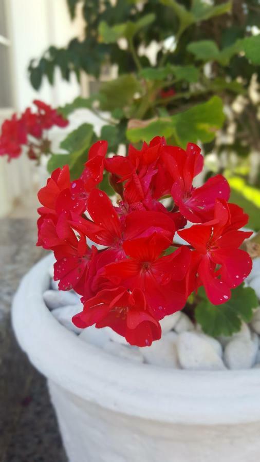 Zia Mia B&B أولبيا المظهر الخارجي الصورة